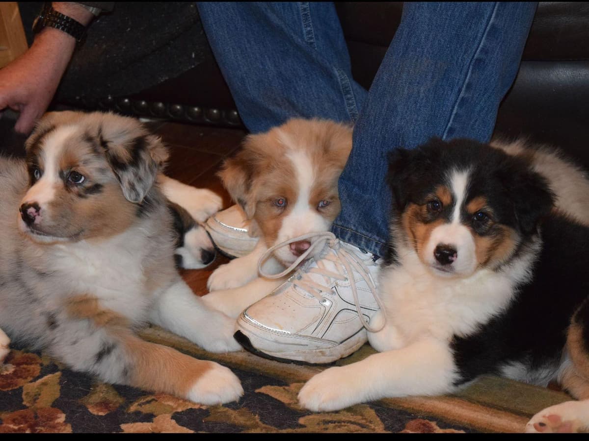 Australian Shepherd Puppies breeder image 3
