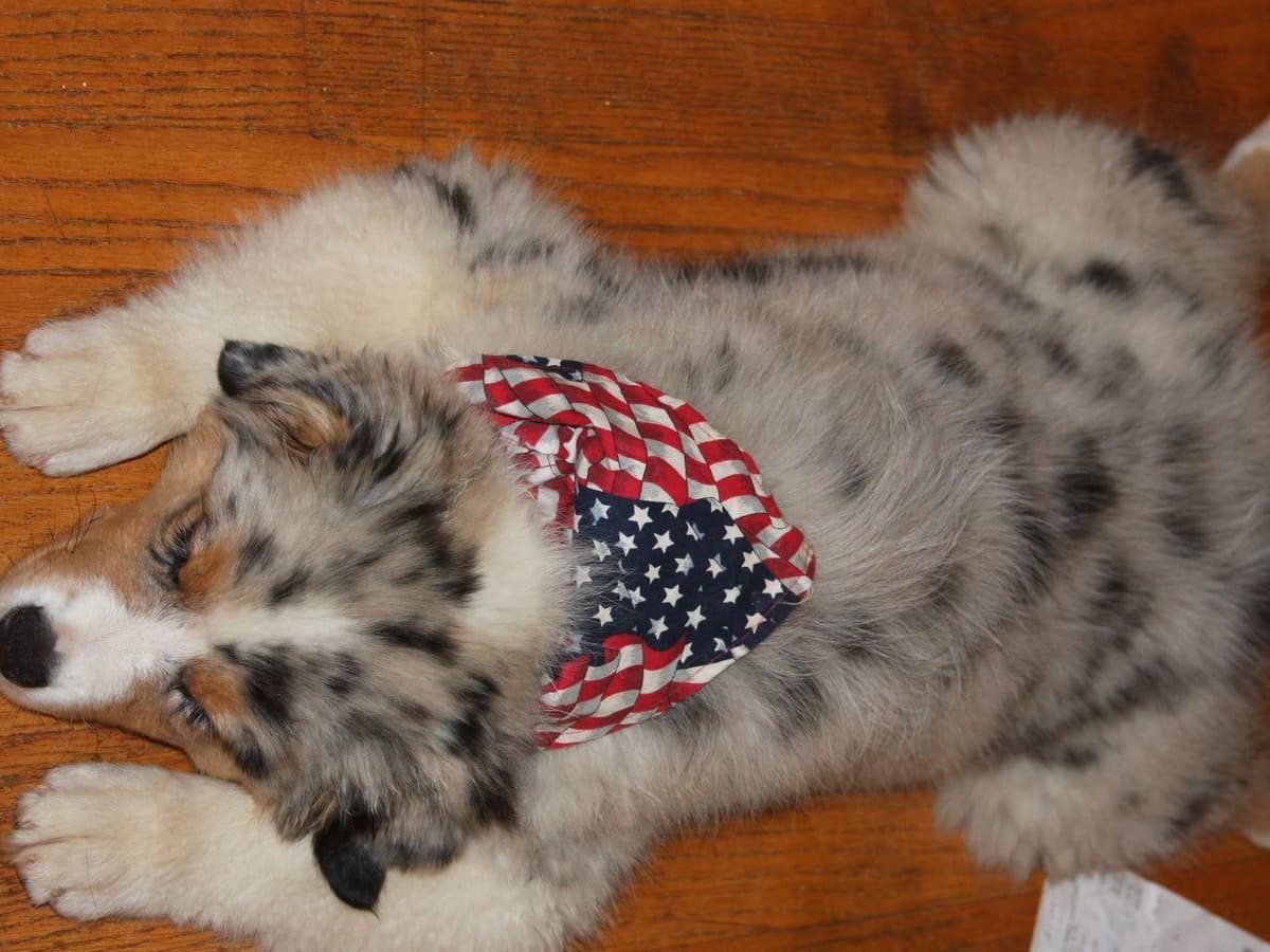 Australian Shepherd Puppies breeder image 4