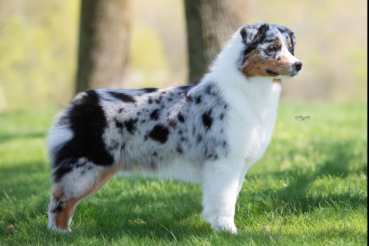 Australian Shepherd Puppies breeder image 5