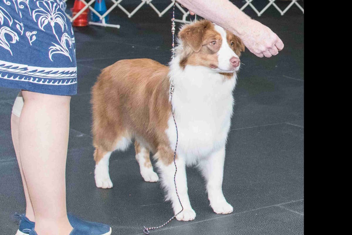 Australian Shepherd Puppies breeder image 6