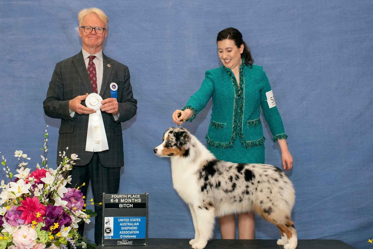 Australian Shepherd Puppies breeder image 7