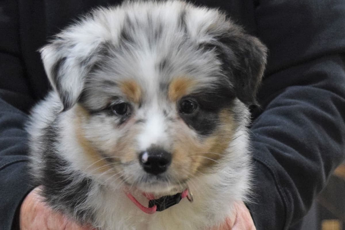 Australian Shepherd Puppies breeder image 8