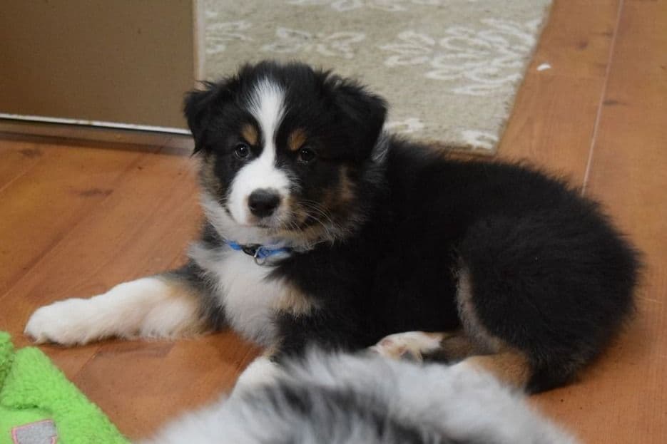 Australian Shepherd Puppies breeder image 9