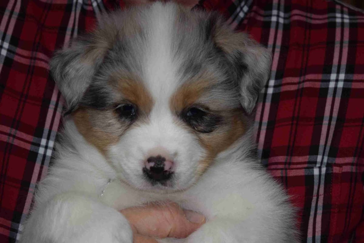 Australian Shepherd Puppies breeder image 10