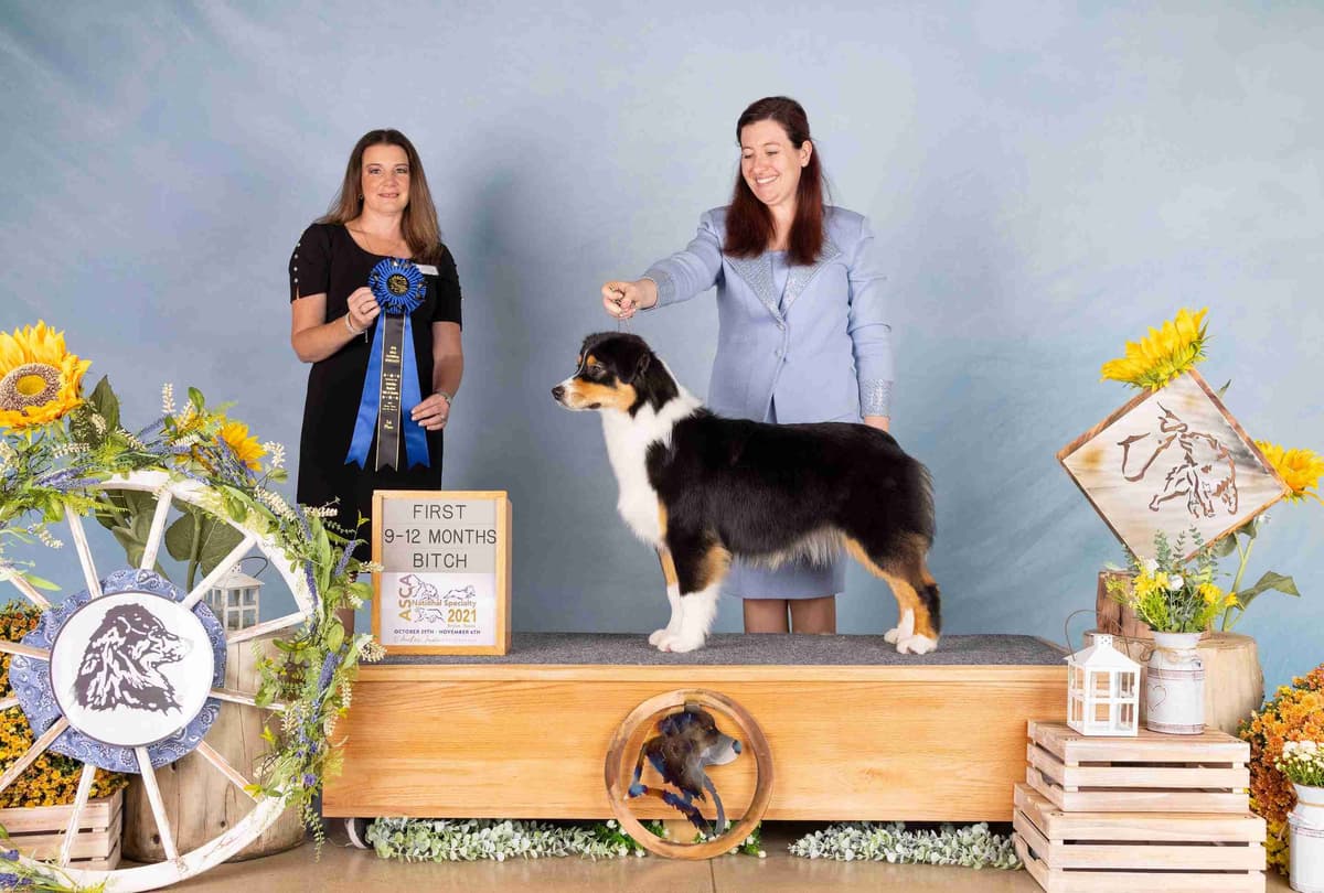 Australian Shepherd Puppies breeder image 12