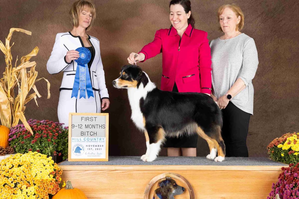 Australian Shepherd Puppies breeder image 15