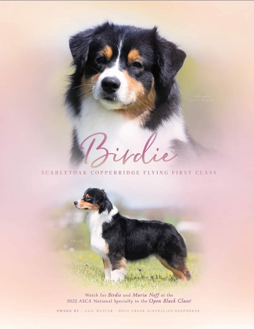 Australian Shepherd Puppies breeder image 16