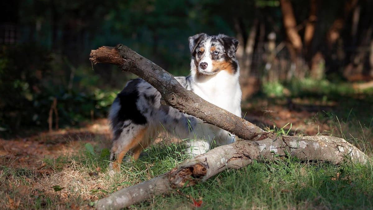 Australian Shepherd Puppies breeder image 19
