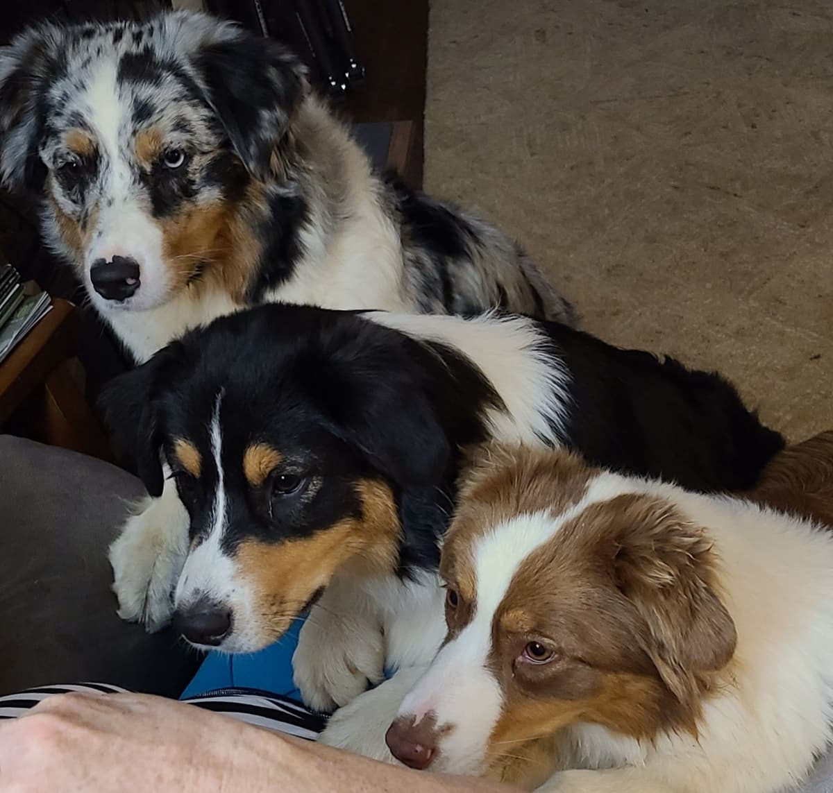 Australian Shepherd Puppies breeder image 21