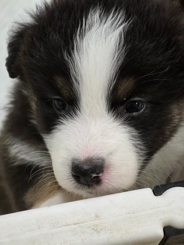 Australian Shepherd Puppies media 2