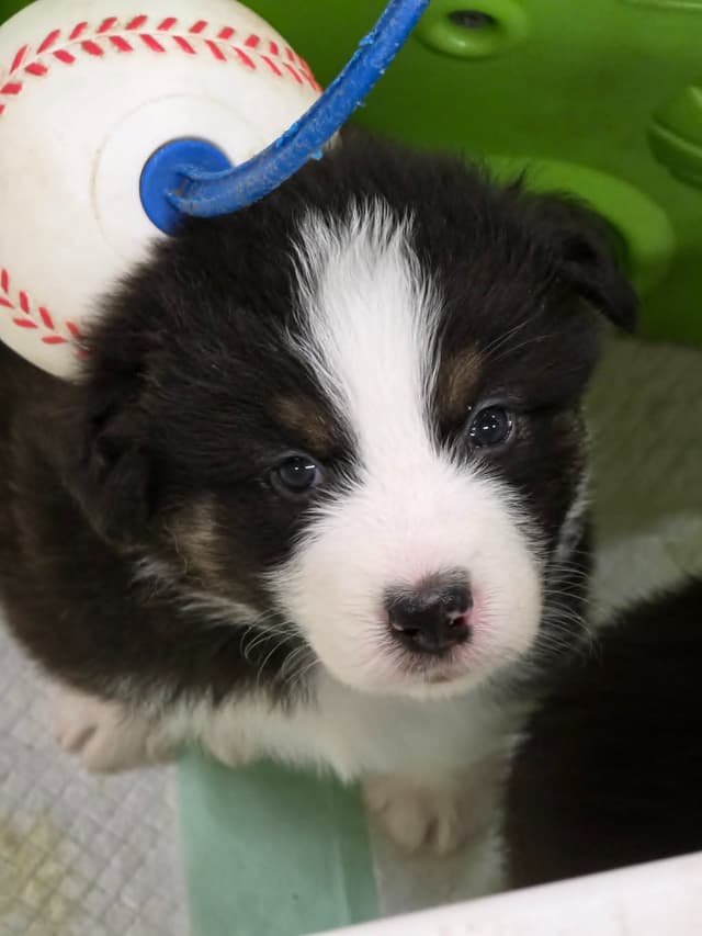 Australian Shepherd Puppies media 3