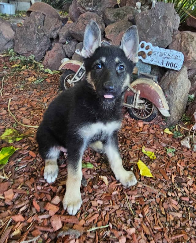 German Shepherd Dog Puppies media 2
