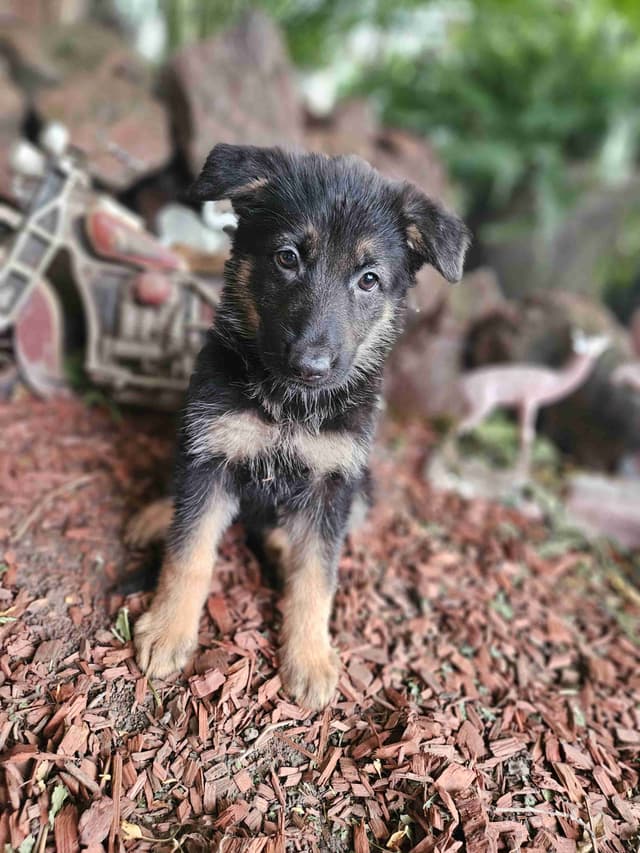 German Shepherd Dog Puppies media 3
