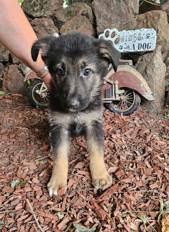 German Shepherd Dog Puppies media 4