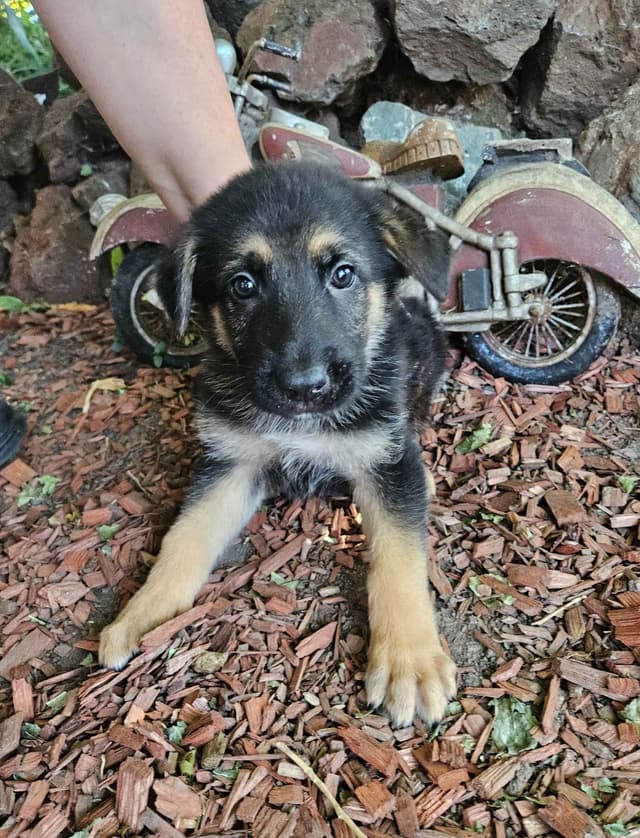 German Shepherd Dog Puppies media 5