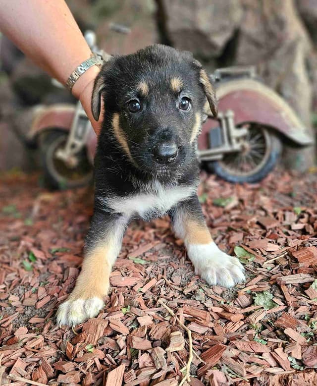 German Shepherd Dog Puppies media 6
