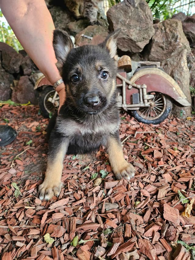 German Shepherd Dog Puppies media 7