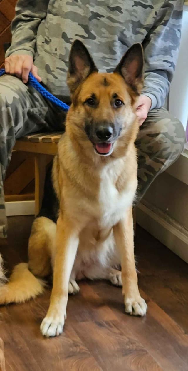 German Shepherd Dog Puppies media 8