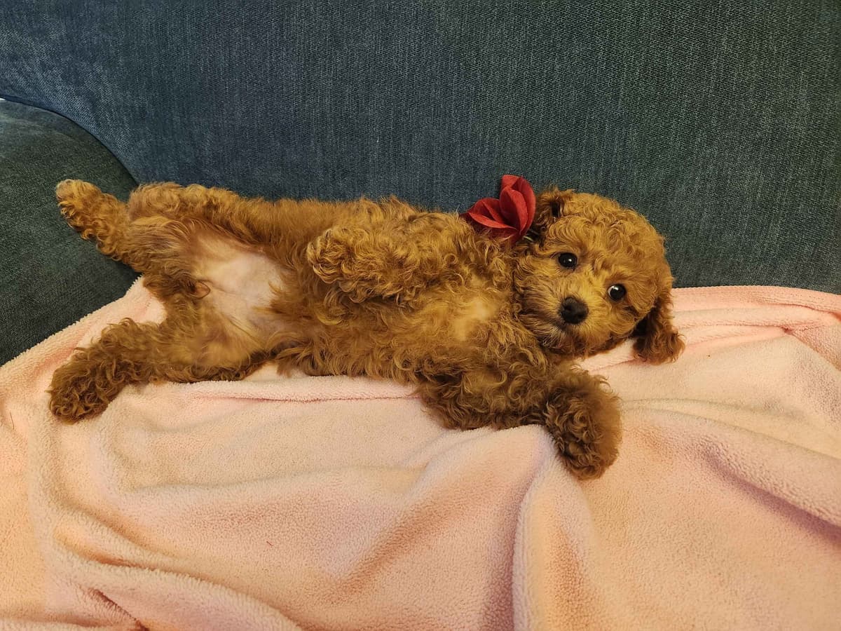 Poodle Puppies breeder image 4