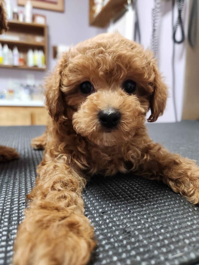 Poodle Puppies media 2