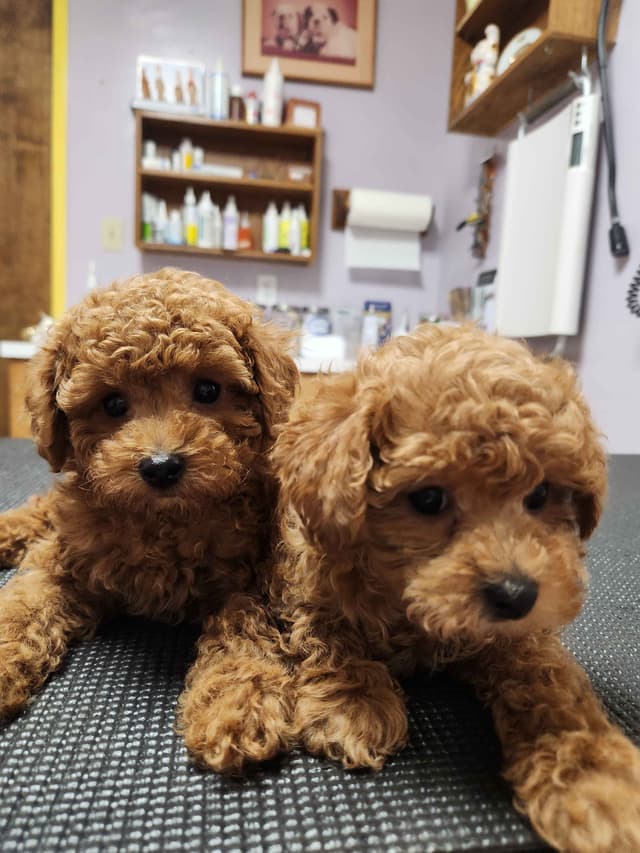 Poodle Puppies media 3