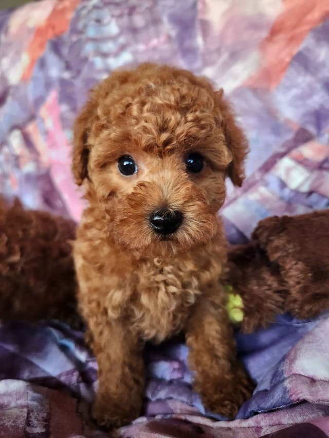 Poodle Puppies media 4
