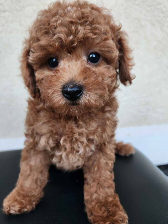 Poodle Puppies media 5