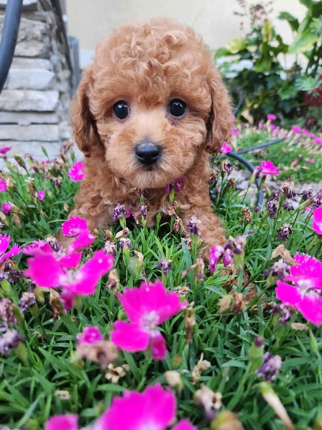 Poodle Puppies media 7