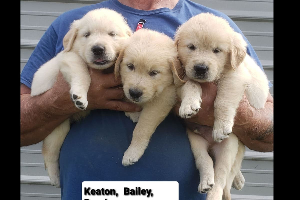 Golden Retriever Puppies breeder image 2