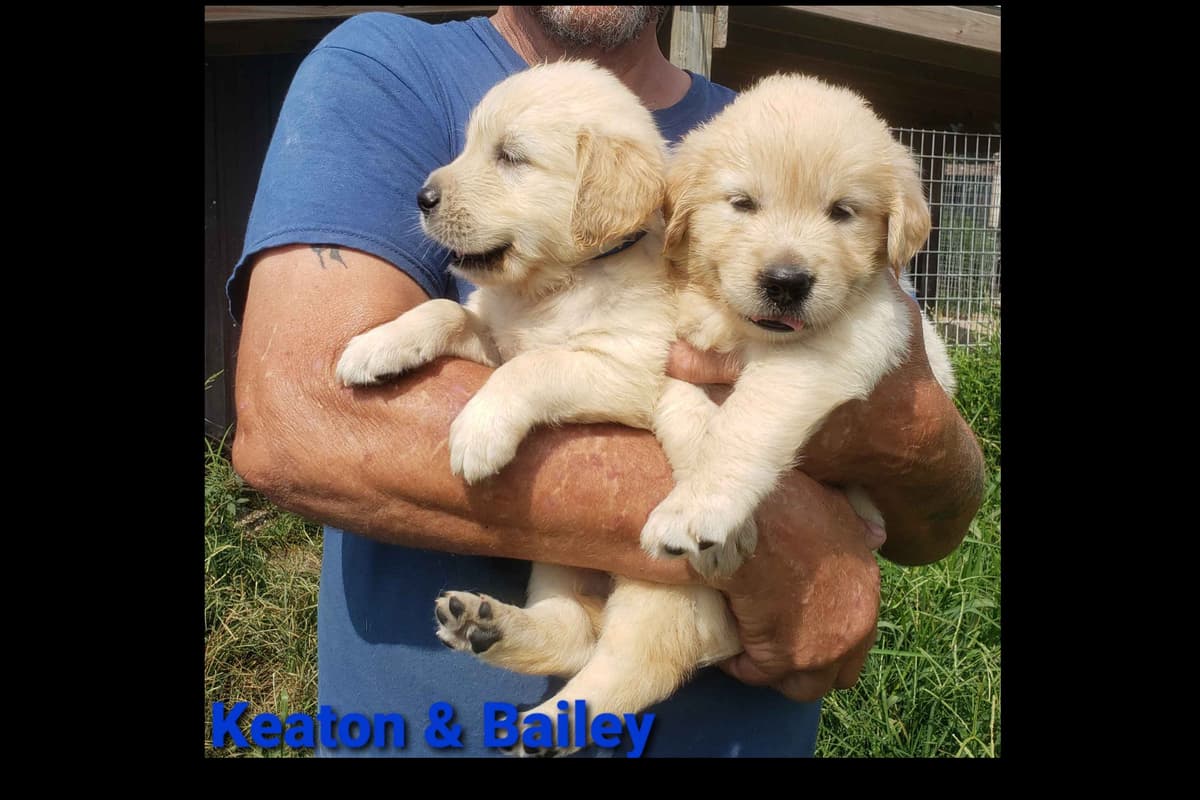 Golden Retriever Puppies breeder image 3