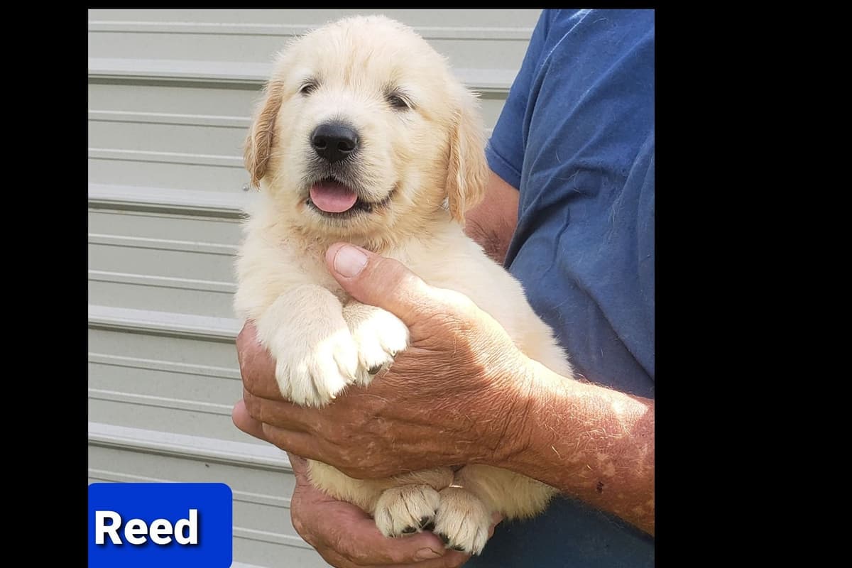 Golden Retriever Puppies breeder image 4