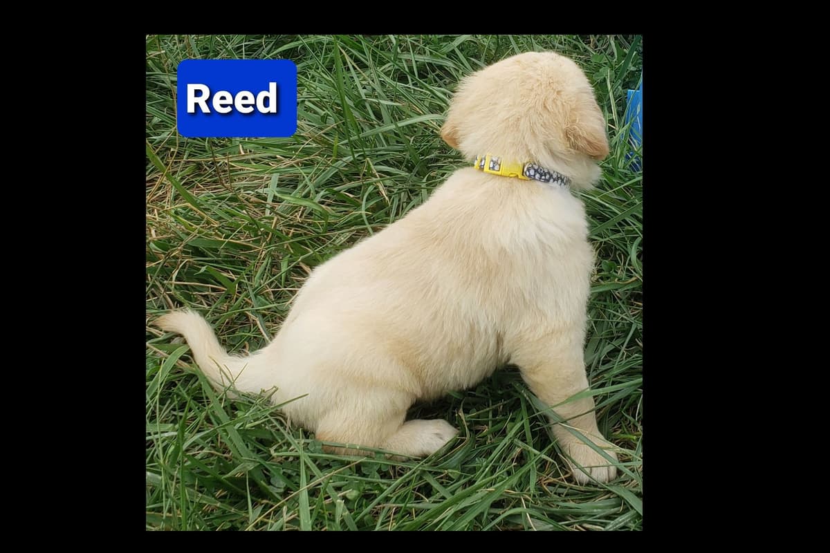 Golden Retriever Puppies breeder image 6