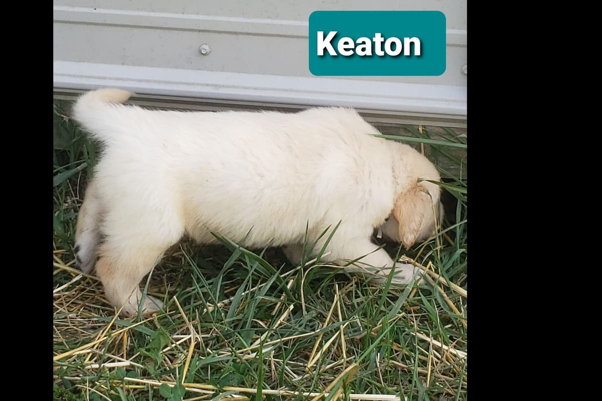Golden Retriever Puppies breeder image 7