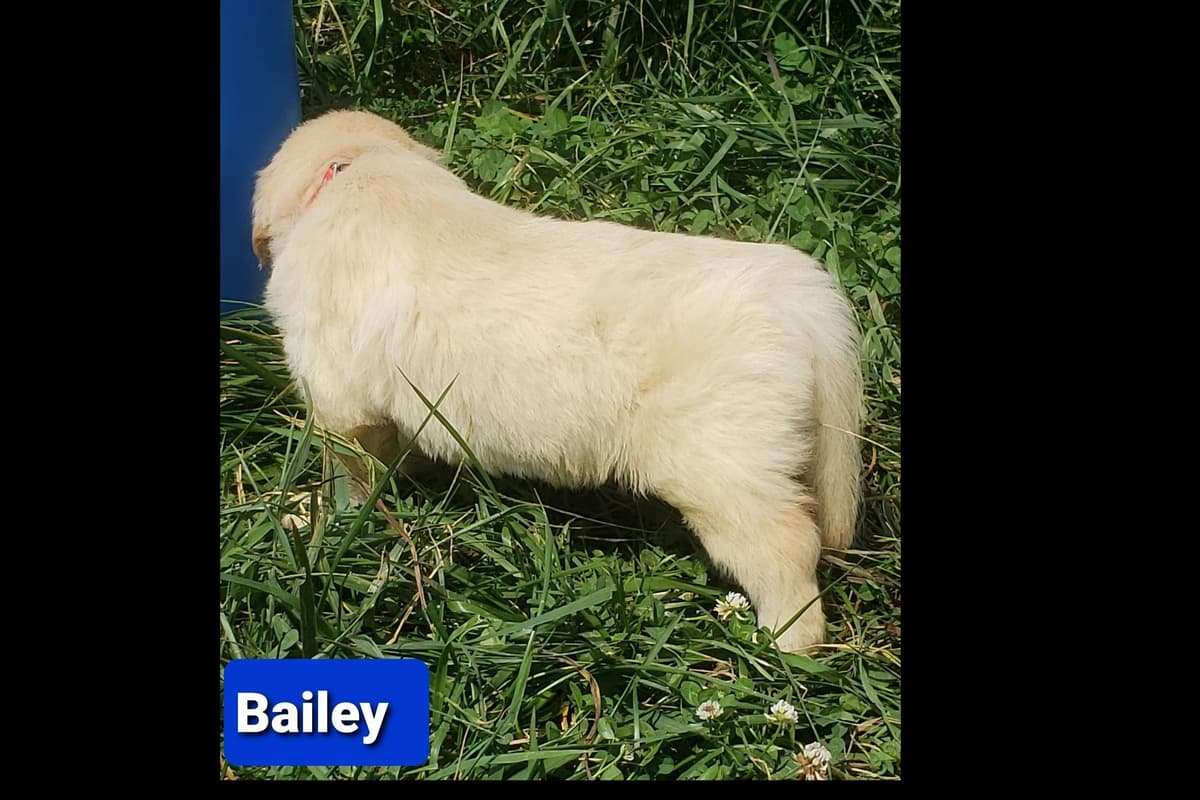 Golden Retriever Puppies breeder image 8