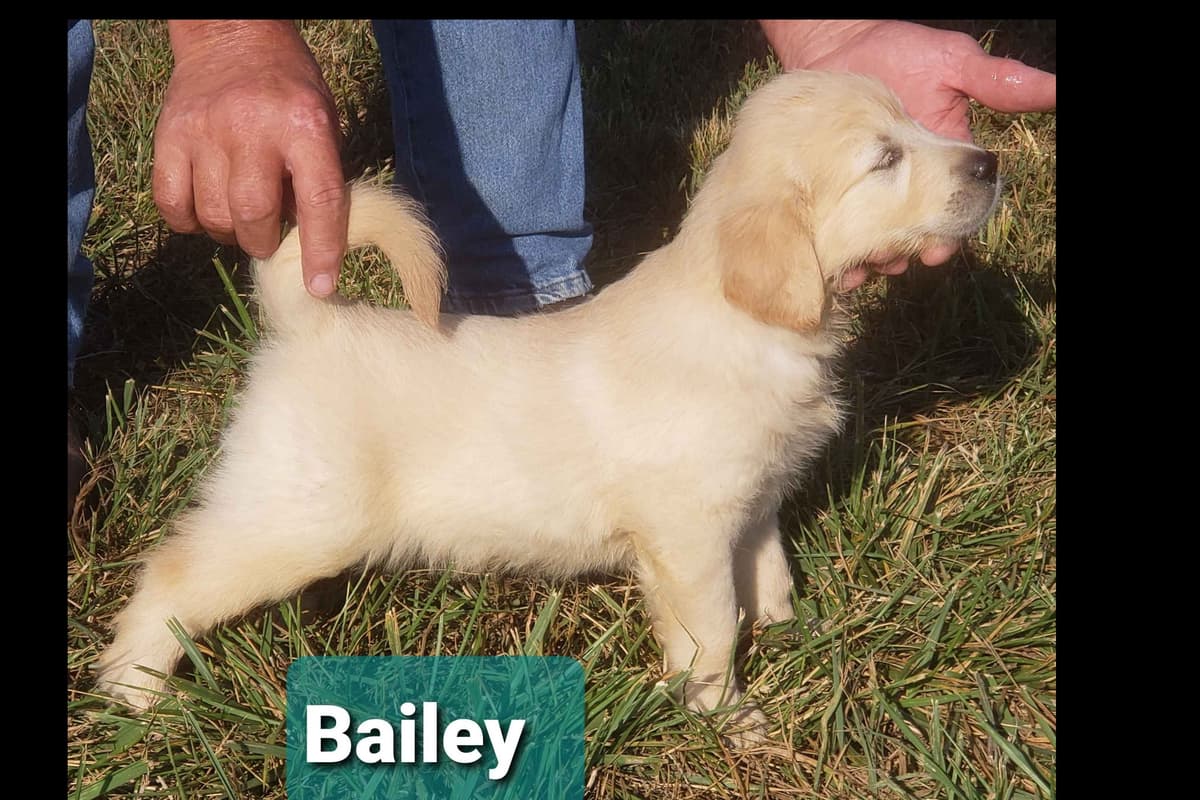 Golden Retriever Puppies breeder image 9