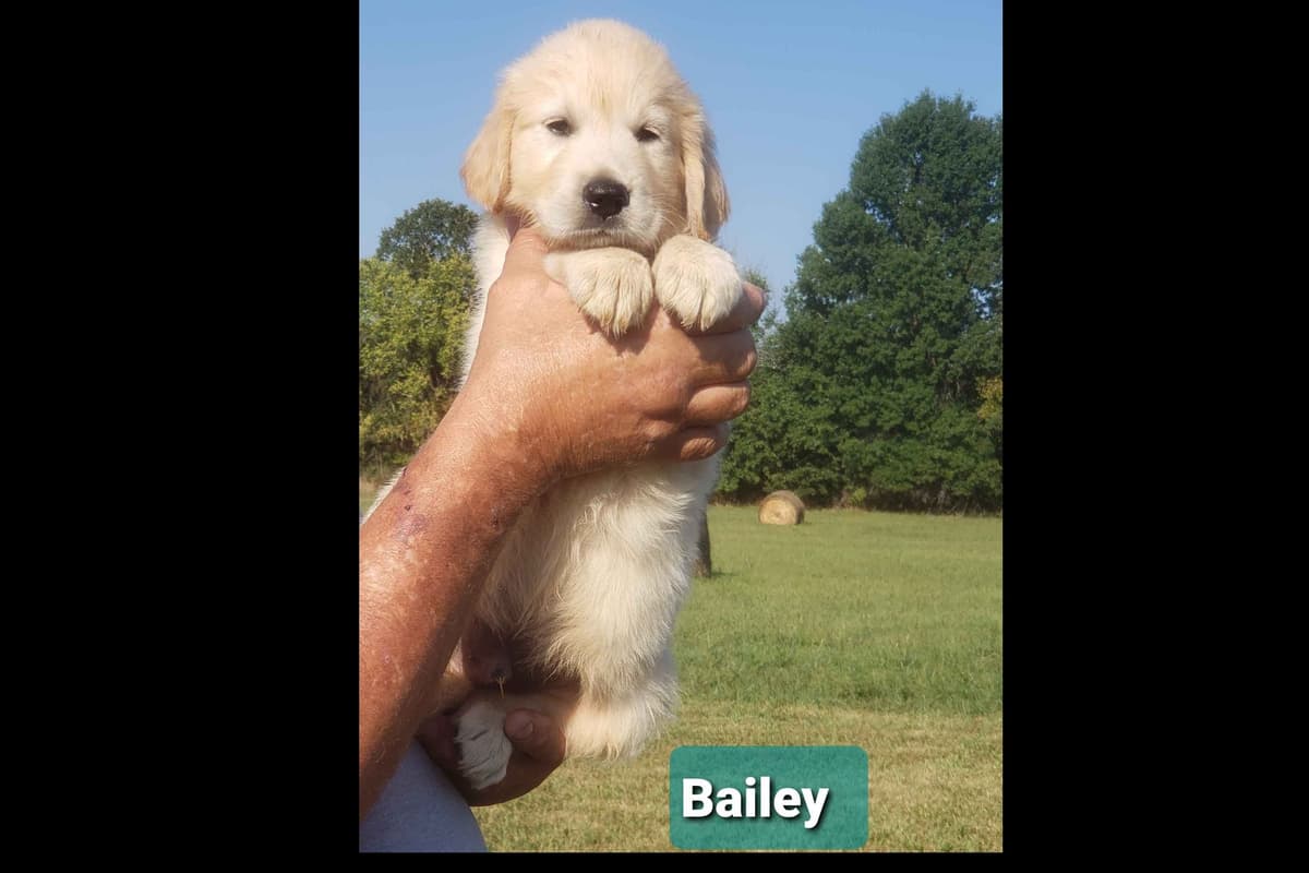 Golden Retriever Puppies breeder image 1