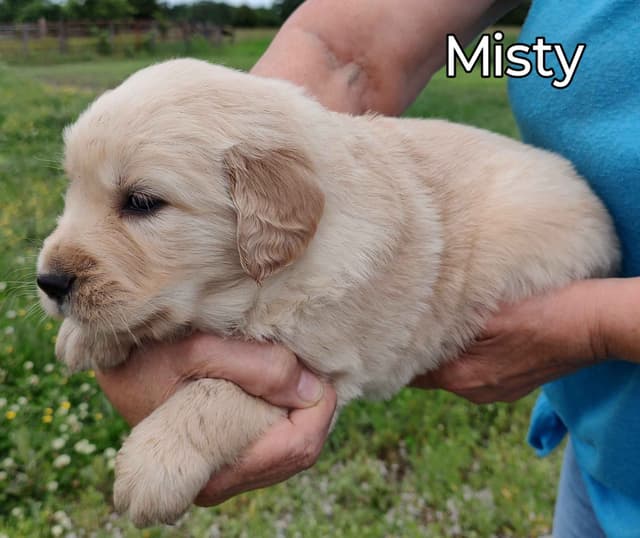Golden Retriever Puppies media 2