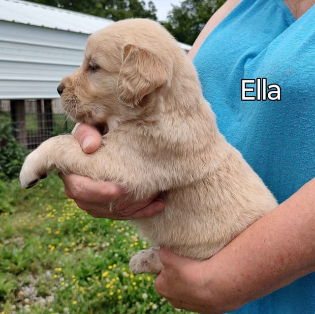 Golden Retriever Puppies media 3