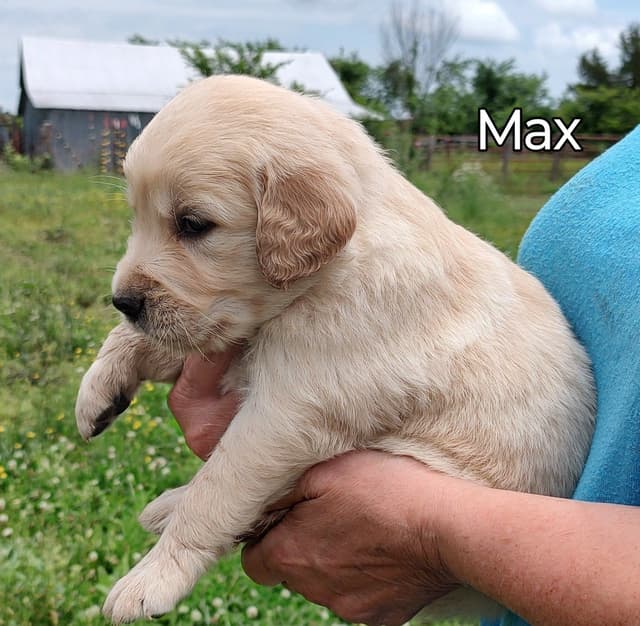 Golden Retriever Puppies media 4