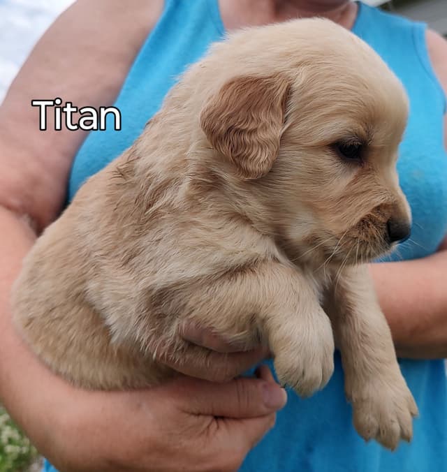 Golden Retriever Puppies media 5