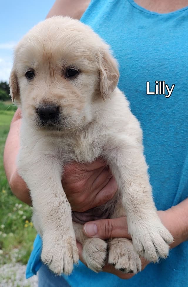 Golden Retriever Puppies media 6