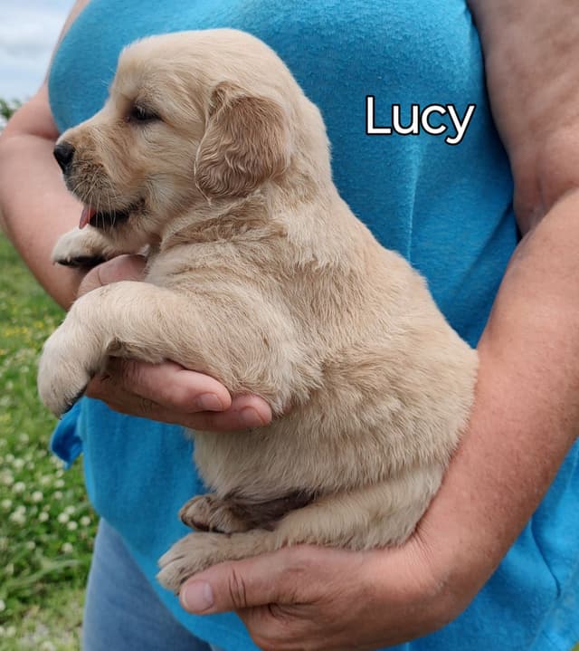Golden Retriever Puppies media 7