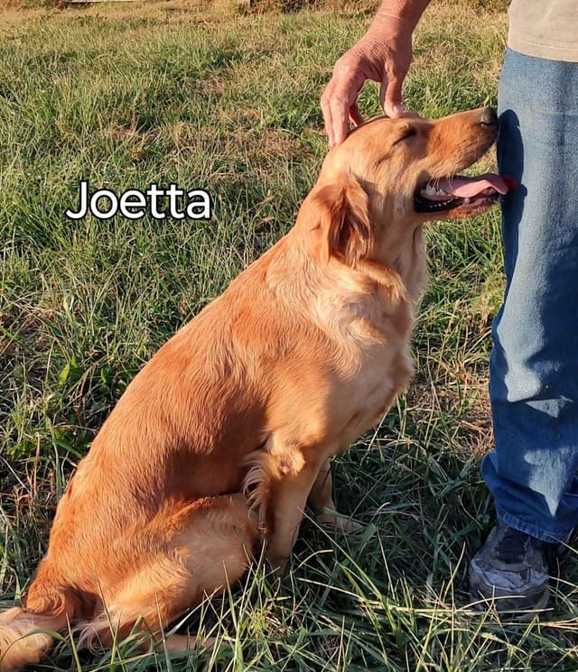 Golden Retriever Puppies media 8