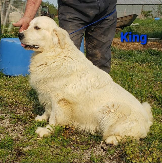 Golden Retriever Puppies media 9
