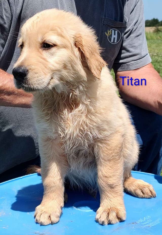 Golden Retriever Puppies media 10