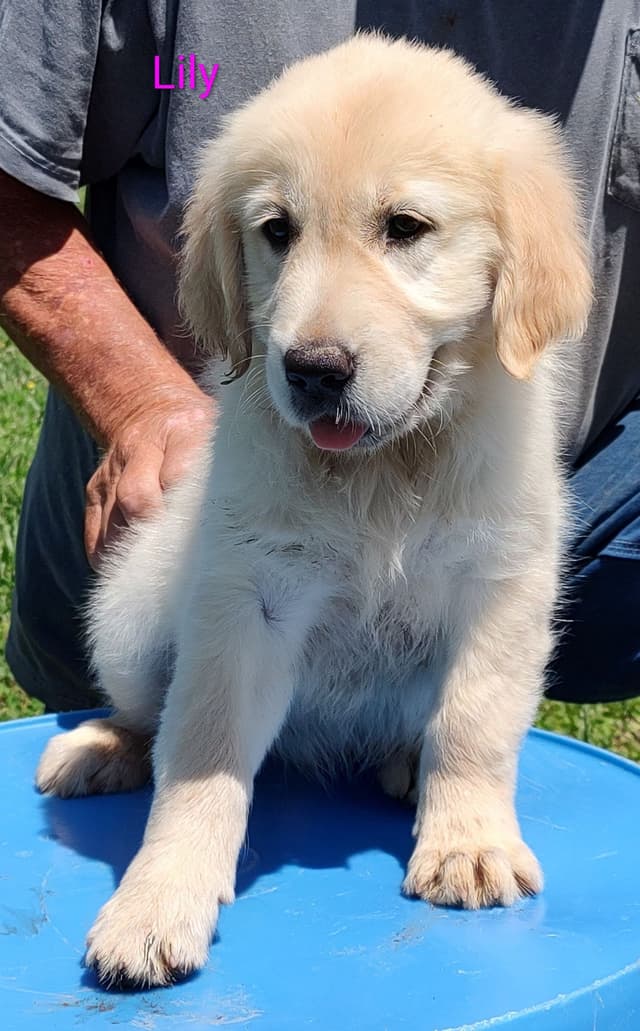 Golden Retriever Puppies media 11