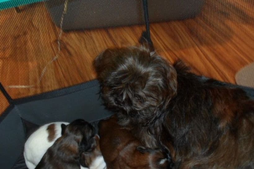 Shih Tzu Puppies breeder image 1