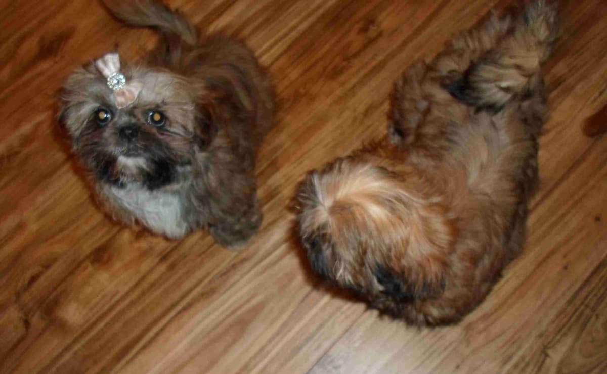 Shih Tzu Puppies breeder image 2