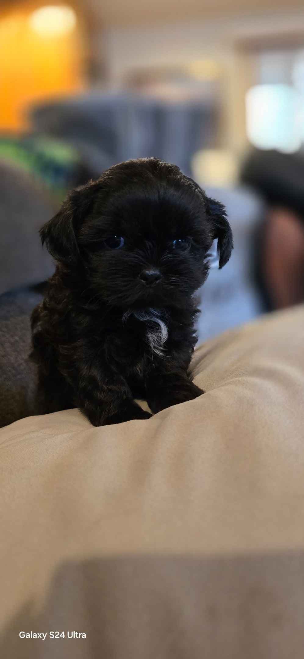 Shih Tzu Puppies breeder image 4