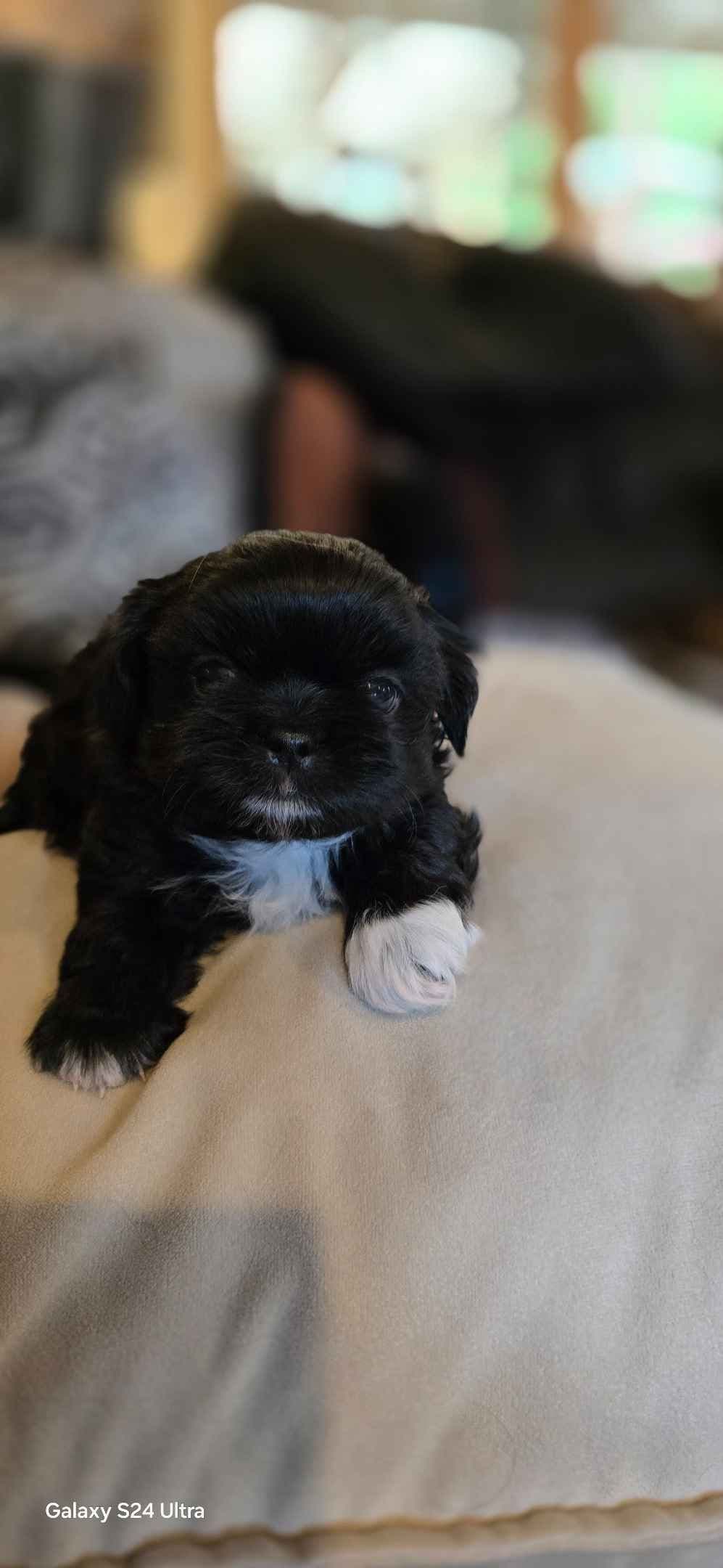 Shih Tzu Puppies breeder image 3